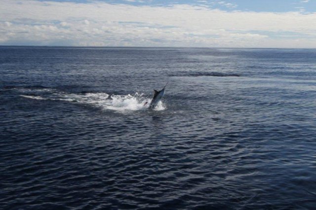 Black Marlin